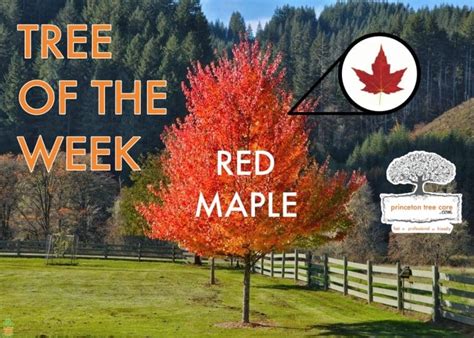 Tree of the Week • Red Maple | Princeton Tree Care