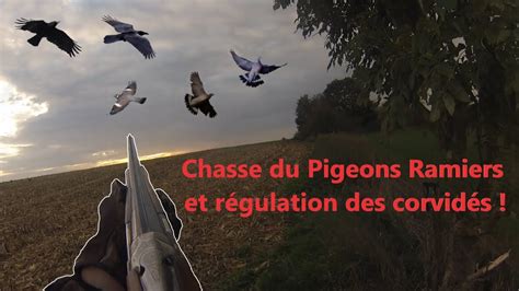 Chasse Aux Pigeons Ramiers Et Aux Corbeaux Youtube