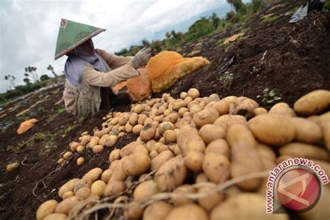 Kementan Targetkan Swasembada Kentang Industri Pada 2020 ANTARA News