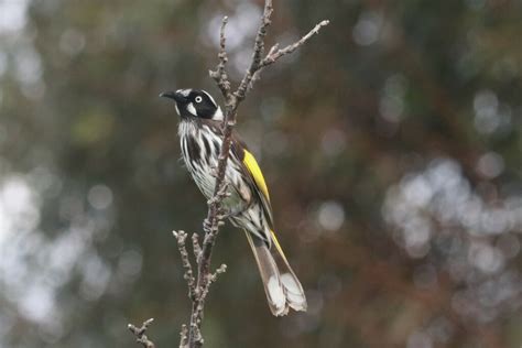 New Holland Honeyeater From Jarrahmond VIC 3888 Australia On October