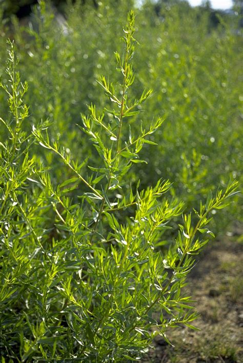 Französischer Estragon Syringa Samen und Pflanzenshop