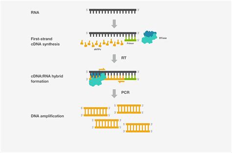 RT PCR Definition Principle Components Types Steps Applications