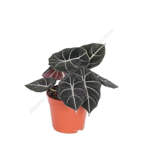 Алоказия Блэк Вельвет - купить в Москве с доставкой | Интернет-магазин ...
