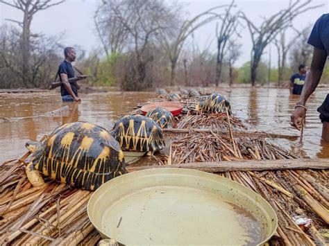 Thousands Of Endangered Tortoises Are Rescued In Madagascar After Their