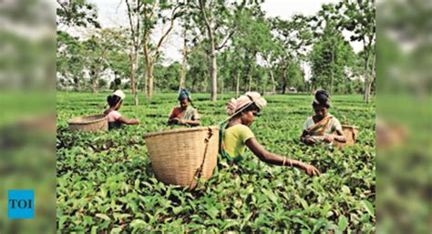 Over 33k Cr Assam Tea Sold At Auction Centre In 22 23 Guwahati News Times Of India