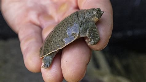 Turtle With No Shell