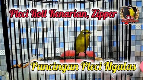 Pleci Nembak Materi Untuk Pancingan Pleci Ngalas Buka Paruh