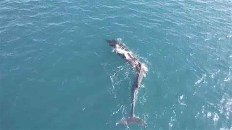 La Guardia Civil Se Moviliza Para Ayudar A Una Ballena De Toneladas