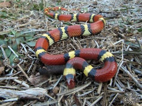 Study finds mimicry increased in scarlet kingsnake snake after ...