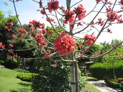 The World´s Tree Species: Little Kurrajong - Brachychiton bidwillii