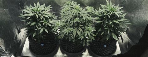 Learn How To Grow Autoflowers: Week-By-Week Guide - RQS Blog