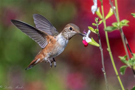 Female Rufous Hummingbird A Female Rufous Hummingbird Si Flickr