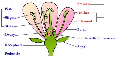 Basic Flower Anatomy Diagram | Quizlet