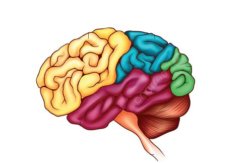 The Human Brain Frontal Drawing Neuron Vector Frontal Drawing Neuron