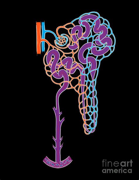 Illustration Of Nephron Photograph By Science Source Pixels