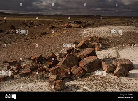 Petrified Forest National Park Arizona Fossil Tree Trunks From C 225