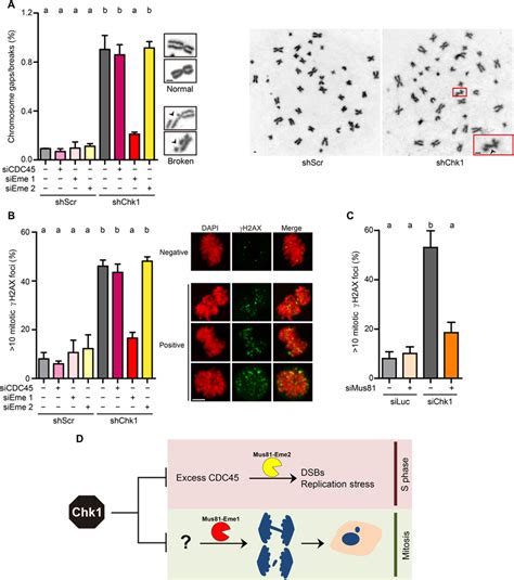 Mus Eme Triggers Mitotic Dsbs In Chk Deficient Cells A