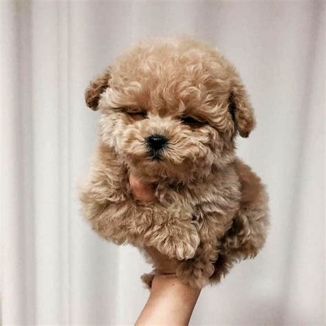 Amazing Pictures Of Toy Poodles That Are Just Too Cute Artofit