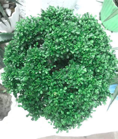 Japanese Boxwood – PlantologyUSA