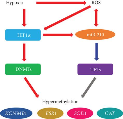 Crosstalk Among Hypoxia Ros And Dna Methylation The Cellular