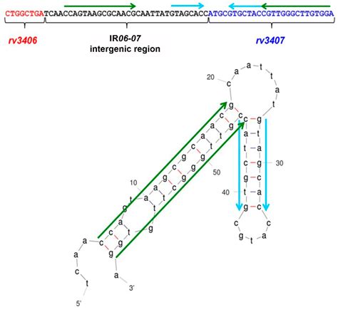 Cimb Free Full Text Impact Of Genomic Deletion Rd16 On The