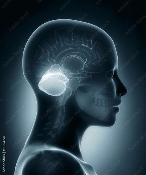 Cerebellum medical x-ray scan Stock Illustration | Adobe Stock