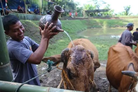 bersih dusun warga bunder jarakan klaten mandikan sapi minum dawet