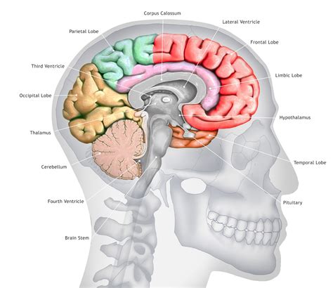 Human Brain: Facts, Functions & Anatomy | Live Science