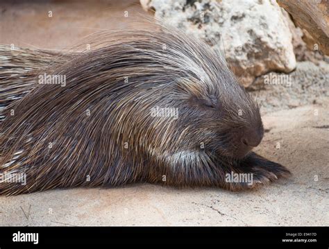 Old World porcupine in national park. Hystricidae Stock Photo - Alamy