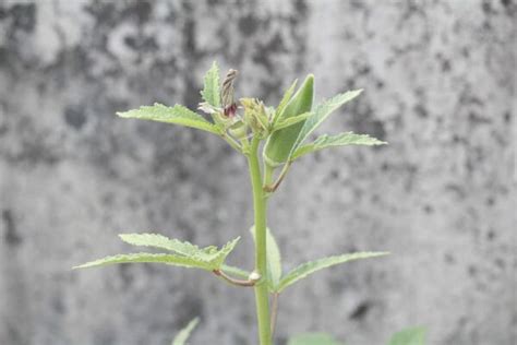 C Mo Sembrar Rosas Del Desierto En Casa Sembrar Plantas