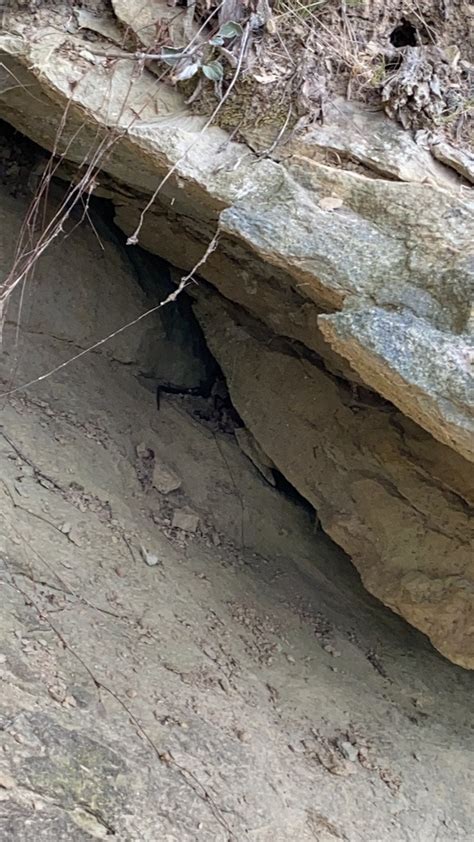 Snakes From Griffy Lake Nature Preserve Bloomington IN US On October