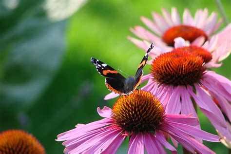 Amiraali Amiral Red Admiral Jaakko Hurri Flickr