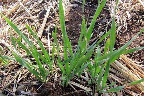 TRITICALE SEED - Molokai Seed Company