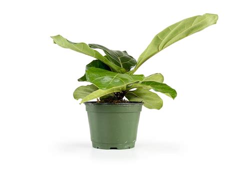 Ficus Lyrata Fiddle Leaf Fig 6 Pot