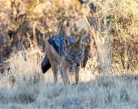 Fakta Black Backed Jackal Si Pemakan Oportunistik Yang Se