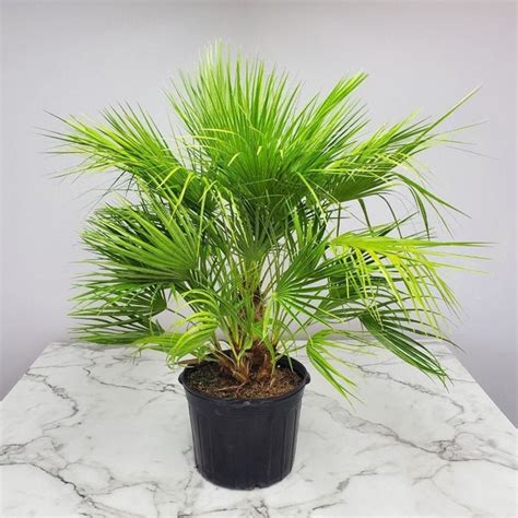 7 Gallon Tree Etsy