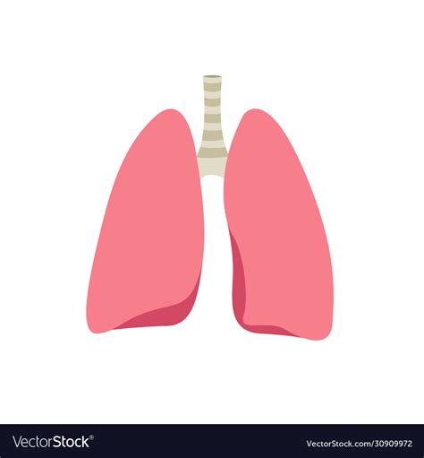 Human Lungs Flat Icon Royalty Free Vector Image