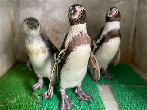 和歌山城公園動物園のフンボルトペンギンの親子（左から）「ハル」「ココ」「ハツ」 和歌山経済新聞