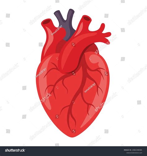 Human Heart Anatomy Photos and Images | Shutterstock