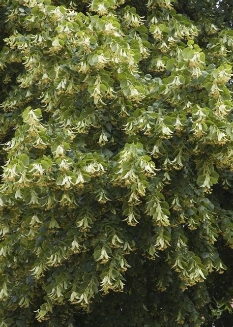 Lipa Drobnolistna Tilia Cordata Tilia Parviflora Urzadzamy Pl