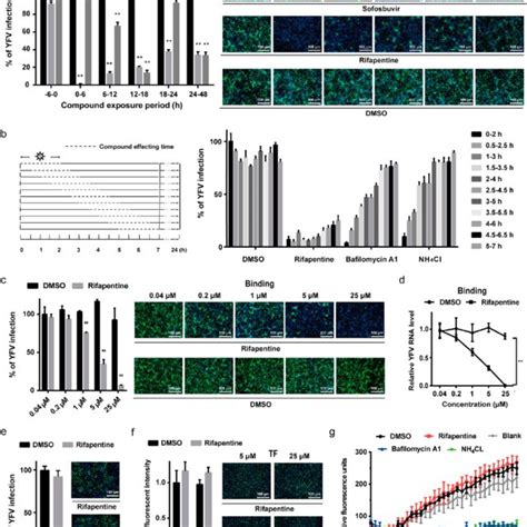 Rifapentine Inhibited Yfv Replication By Binding To Viral Rdrp Domain