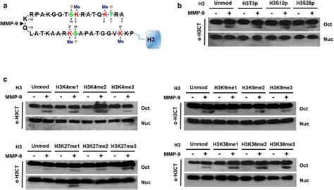 Requirement Of H3k27me1 For Mmp 9 Dependent H3nt Proteolysis A Amino