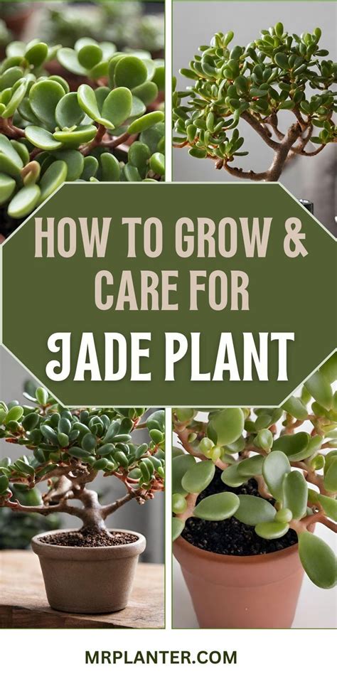 Jade Plant Care Secrets Make Your Succulent Thrive In Jade