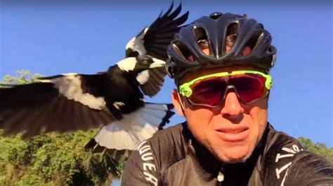 Magpie continually attacks cyclist for biking in its presence | Mashable