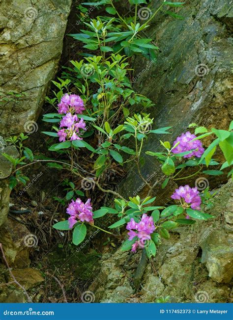 Catawba Rhododendron - Rhododendron Catawbiense Stock Image - Image of ...