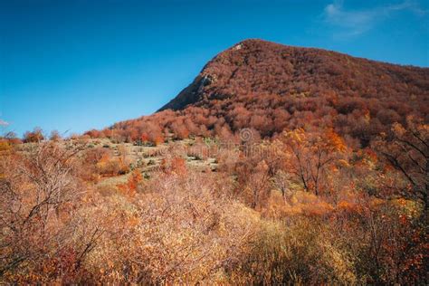 Colorful Autumn Foliage Parco Nazionale Abruzzo Italy Stock Image