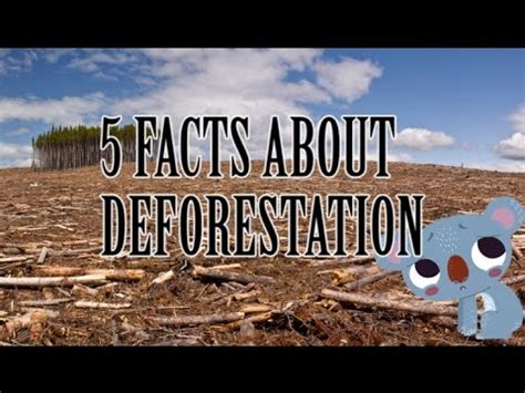 Deforestation Fun Facts