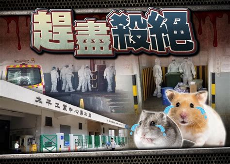 寵物店淪齧齒地獄 漁護署人道毀滅1213倉鼠等小動物｜即時新聞｜港澳｜oncc東網