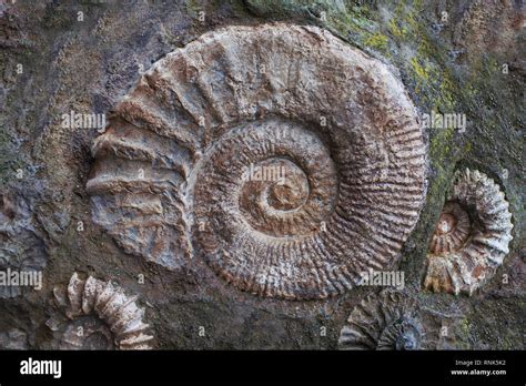 Ammonite fossils from the Jurassic. Archeology and paleontology ...