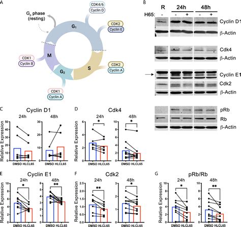 Frontiers Prmt5 Promotes Cyclin E1 And Cell Cycle Progression In Cd4